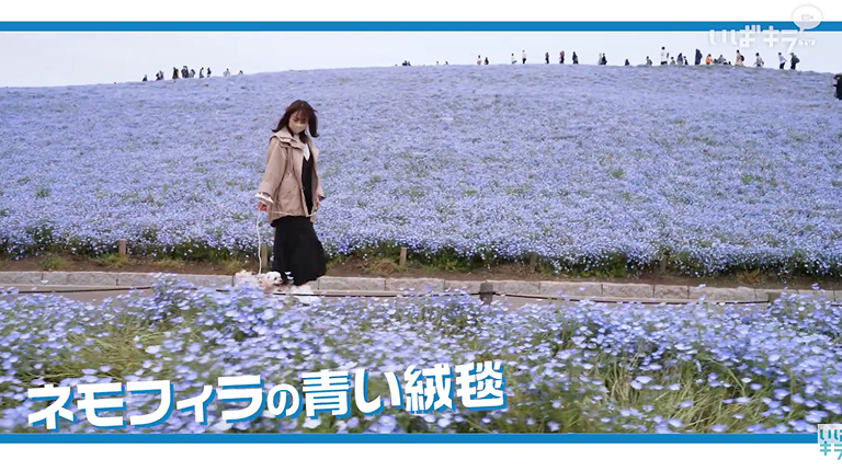 ネモフィラ畑を歩く女性を紹介する制作実績動画のワンシーン